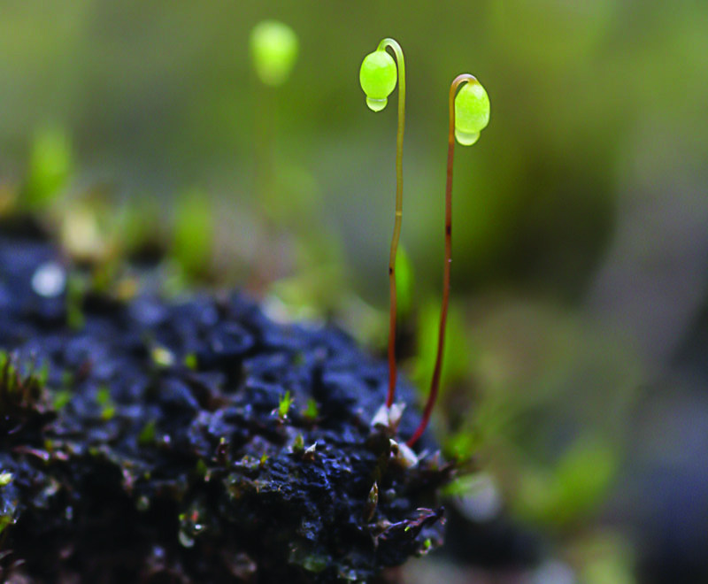 Bryum blindii